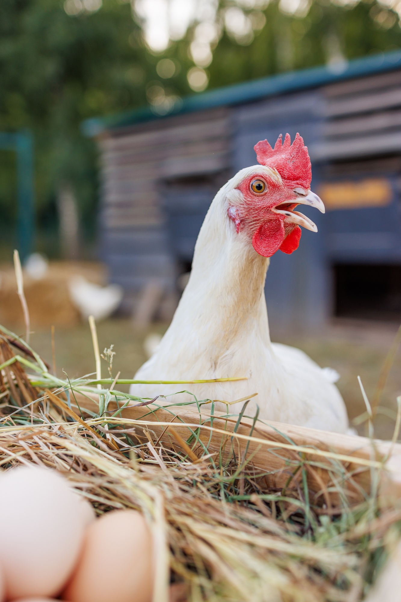 Hen with Fresh Eggs on a Farm